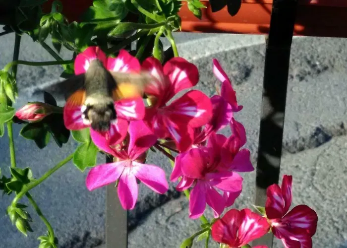 Le Piazze 팜스테이 *